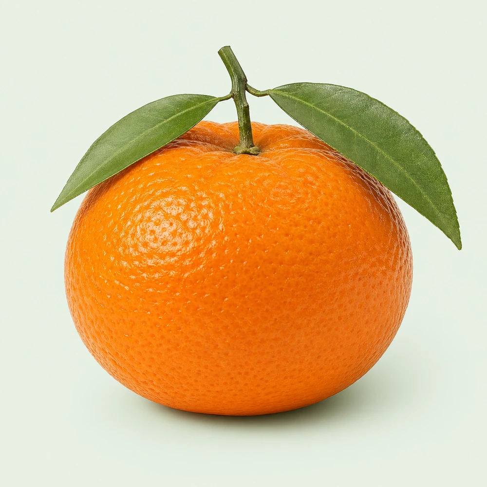 Egyptian Murcott mandarins for Uzbekistan — HS 080522